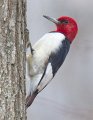_3SB1829 red-headed woodpecker a85x11